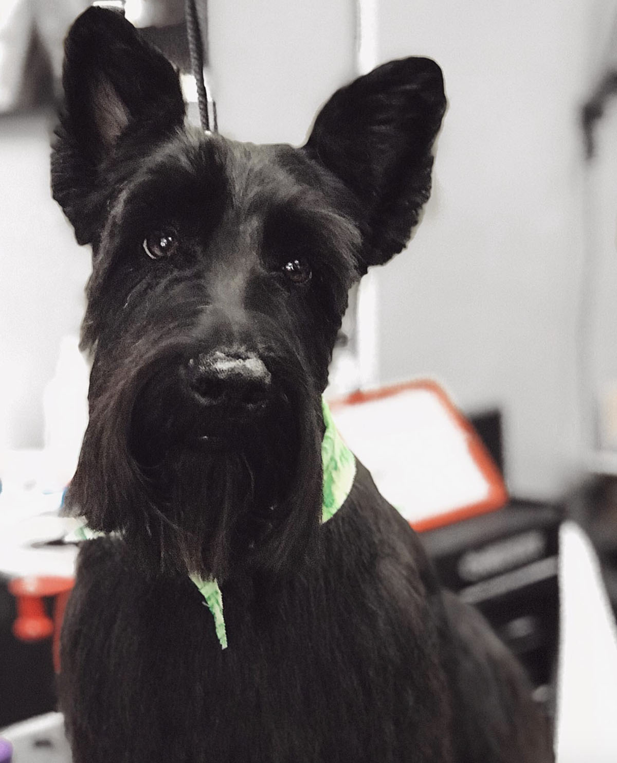 Scottish Terrier groomed at Pampered Pet in Tracy